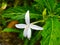 The benefits of this kitolod flower can be used to help treat various eye disorders such as being used as eye drops. (4)
