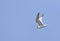 Bengaalse Stern, Lesser Crested Tern, Thalasseus bengalensis