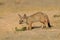 Bengaalse vos, Indian Fox, Vulpes bengalensis