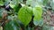 Bengal betel leaf or Piper Betel