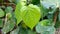 Bengal betel leaf or Piper Betel