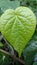 Bengal betel leaf, Piper Betel.It is used for weight loss.