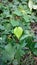 Bengal betel leaf, Piper Betel.It is used for weight loss.