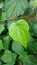 Bengal betel leaf, Piper Betel.It is used for weight loss.