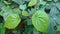 Bengal betel leaf, Piper Betel. It is used for weight loss.