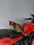 A Bengal breed cat is sitting on a motorbike seat