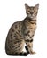 Bengal Cat, 6 months old, sitting