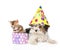 Bengal cat and Biewer-Yorkshire terrier puppy with birthday hat. isolated