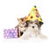 Bengal cat and Biewer-Yorkshire terrier puppy with birthday hat on white