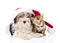 Bengal cat and Biewer-Yorkshire terrier puppy with red santa hat. isolated on white
