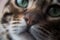 Bengal cat, close-up portrait. The cat squinted. Thoroughbred animal