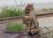 Bengal cat distracted from eating grass while walking outside unattended watches aside.