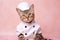 Bengal Cat Dressed As A Chef On Blush Color Background