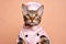 Bengal Cat Dressed As A Chef On Blush Color Background