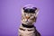 Bengal Cat Dressed As A Policeman On Lavender Color Background