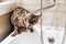 Bengal cat drinking water from water tap in bathroom