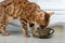 Bengal cat drinks water from a mug