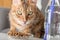 Bengal cat eats dry food on a coffee table