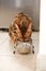 Bengal cat eats dry pet-food from metal bowls