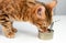 Bengal cat eats from an open tin can cat food