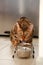 Bengal cat with green eyes eats dry pet food