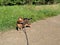 Bengal cat on a harness and leash on a stroll outside