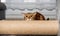 A Bengal cat hides behind a scratching post during the game