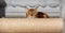 A Bengal cat hides behind a scratching post during the game