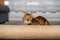 A Bengal cat hides behind a scratching post during the game
