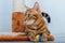 Bengal cat is holding a colorful ball in its paws lying on the floor