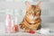 Bengal cat in a home beauty salon with nail polishes, clippers on the table