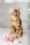 Bengal cat in a home beauty salon with nail polishes, clippers on the table