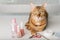 Bengal cat in a home beauty salon with nail polishes, clippers on the table