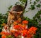 Bengal cat in the home garden