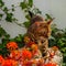 Bengal cat in the home garden