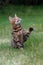 Bengal cat jumping in the garden