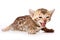 Bengal Cat kitten meows