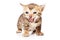 Bengal Cat kitten meows isolated