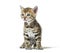 Bengal cat kitten sitting and looking away, six weeks old, isolated