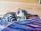 Bengal cat kitten sleeping on a bed