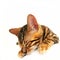 Bengal cat kitten sleeping on a bed