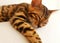 Bengal cat kitten sleeping on a bed