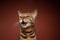 bengal cat looking to the side angrily ranting with open mouth