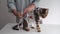 Bengal cat in a medical bandage on a dressing table in a veterinary clinic after sterilisation