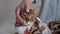 Bengal cat in a medical bandage on a dressing table in a veterinary clinic after sterilisation