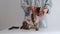 Bengal cat in a medical bandage on a dressing table in a veterinary clinic after sterilisation