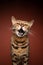 bengal cat meowing on brown background