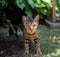 Bengal Cat outdoors