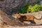 Bengal cat, pedigree domestic cat walking on rocks, cat in natural habitat
