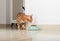 Bengal cat peeks around the corner, looks at a bowl of food, against the background of the room